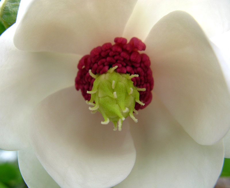 مگنولیا سیبلدی